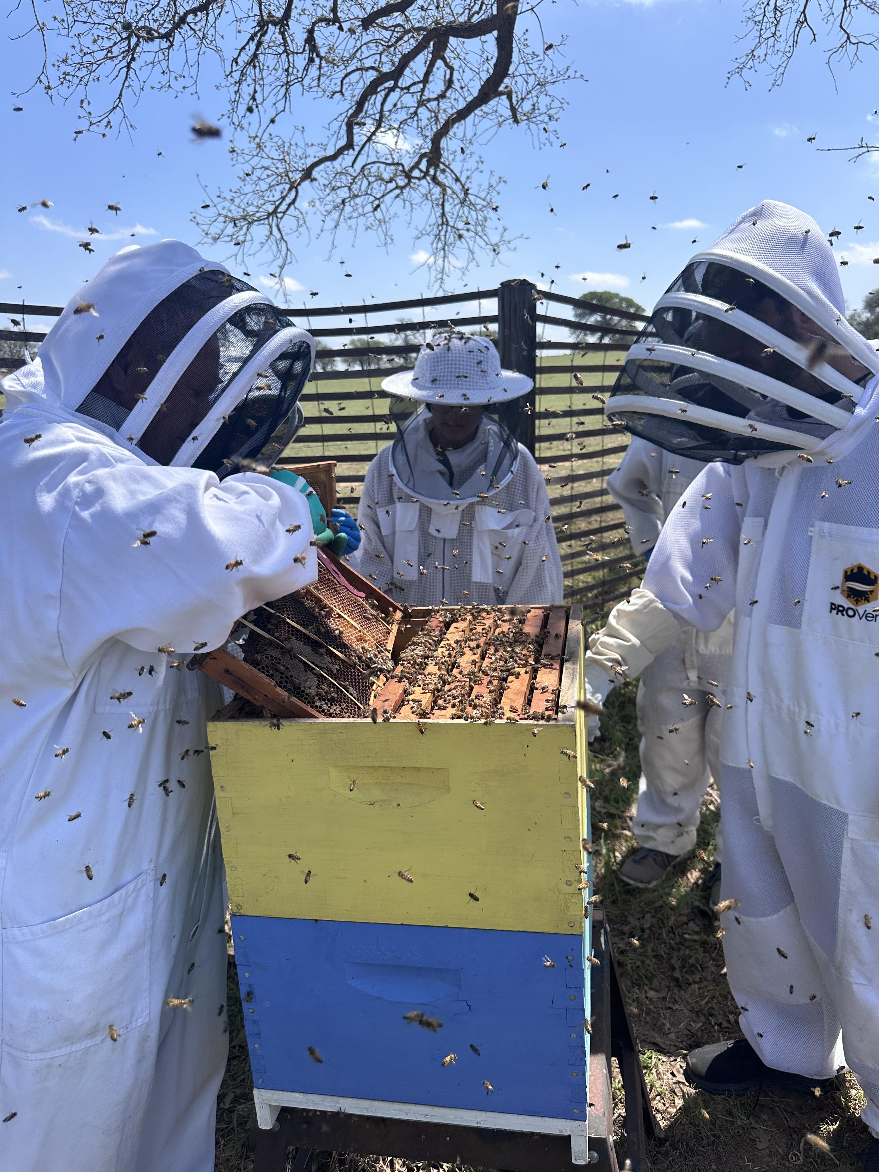 Team beekeeping event