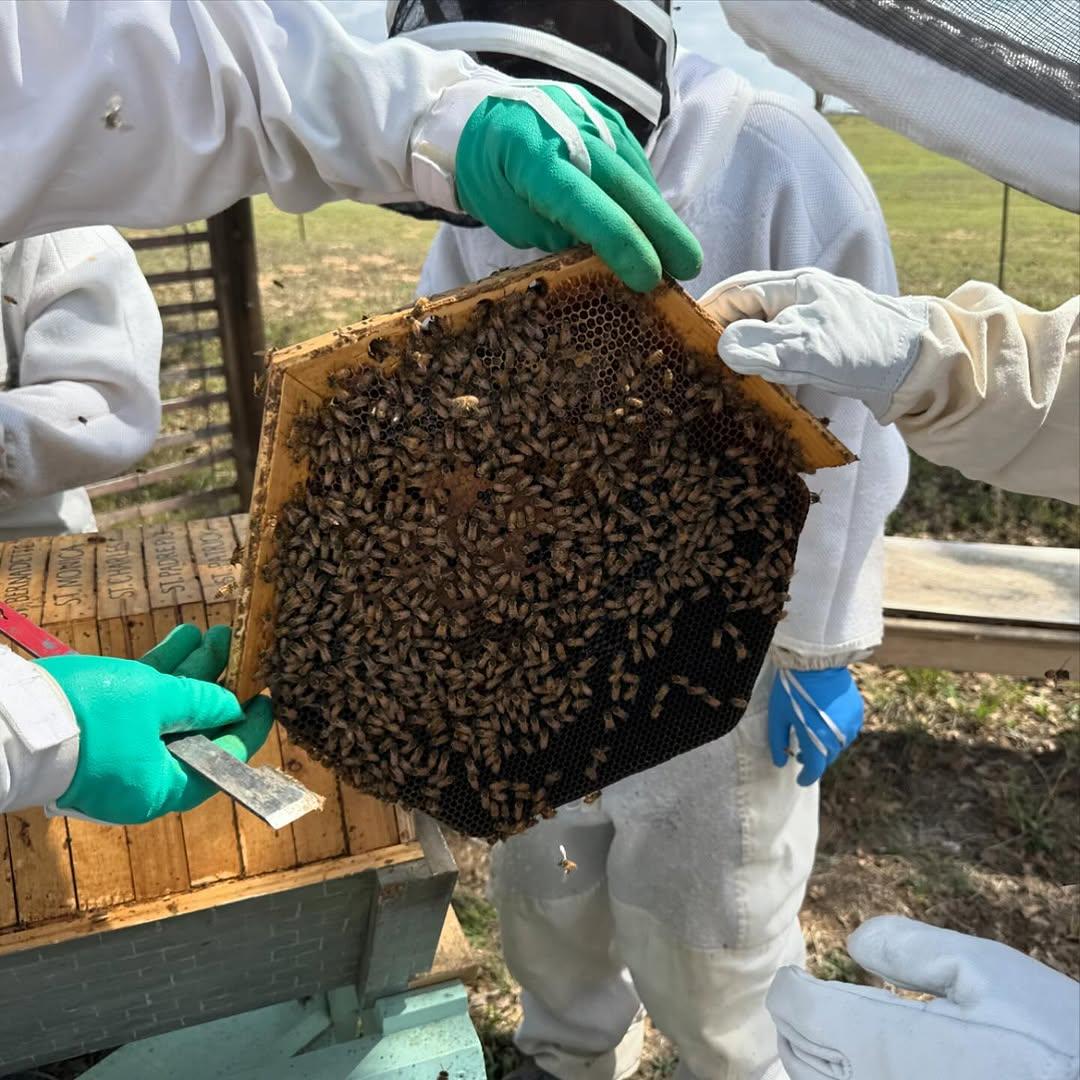 Hive Tours - 487678465 17909064042100234 7156842707768275301 n